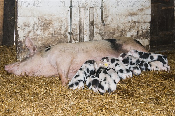 Bentheim black pied