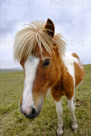 Dartmoor Pony