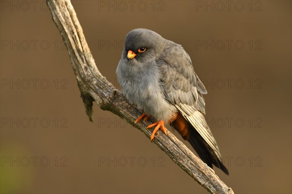 Red-footed Falcon