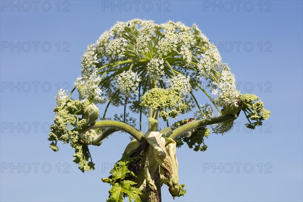 Giant hogweed or wild parsnip