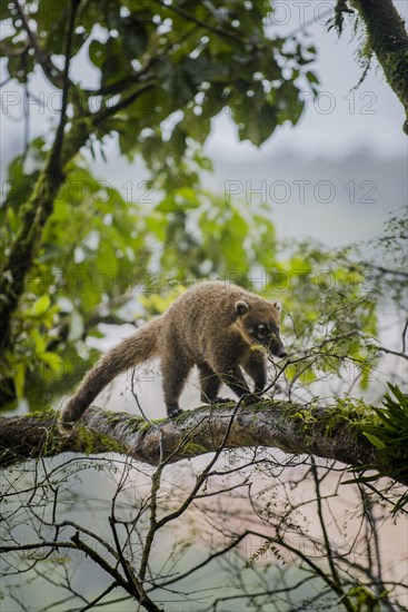 Ring-tailed coati