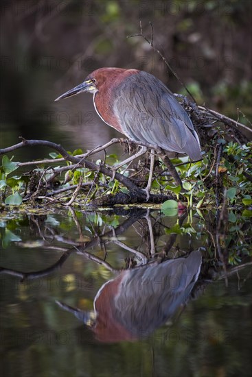 Rufescent tiger heron