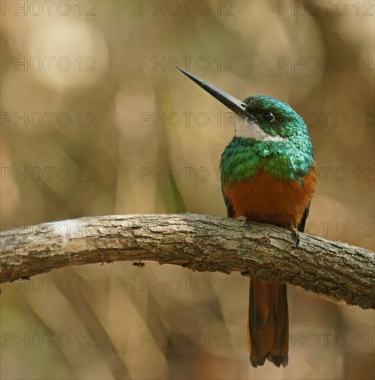 Red-tailed Jacamar