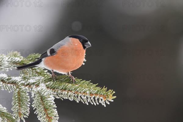 Eurasian bullfinch