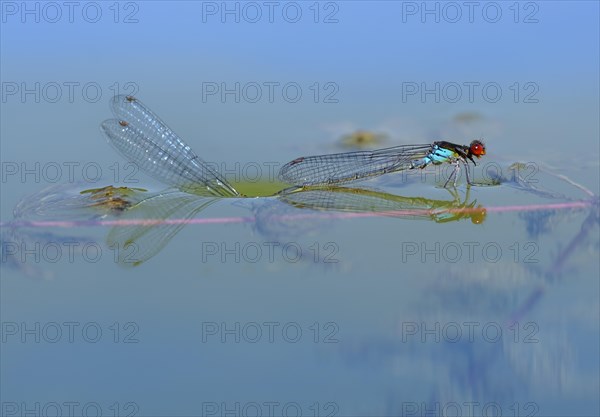 Red-eyed Damselfly