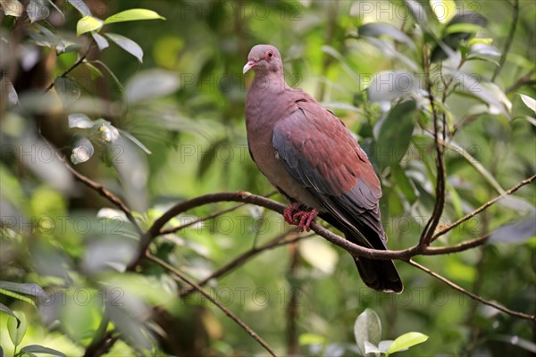 Maranon pigeon