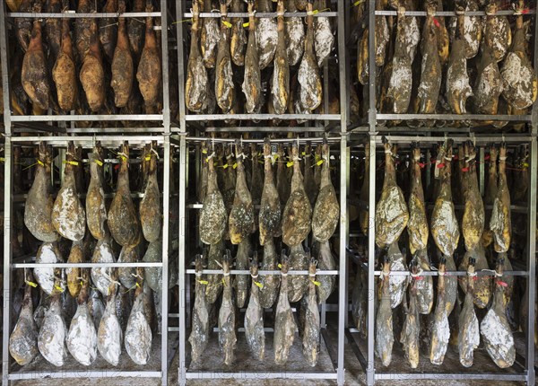 Ham of Black Iberian Pig in a curing factory