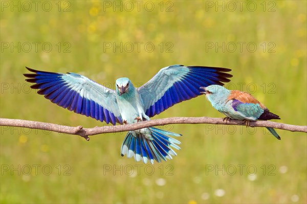 European roller