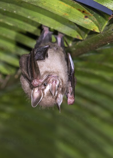 Tent-making bat