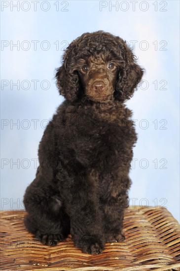 Miniature poodle