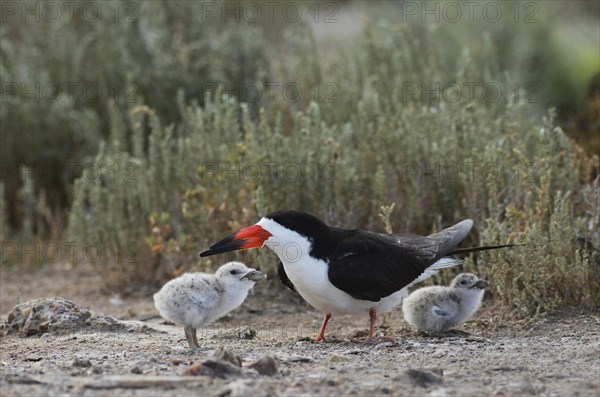 Black Skimmer