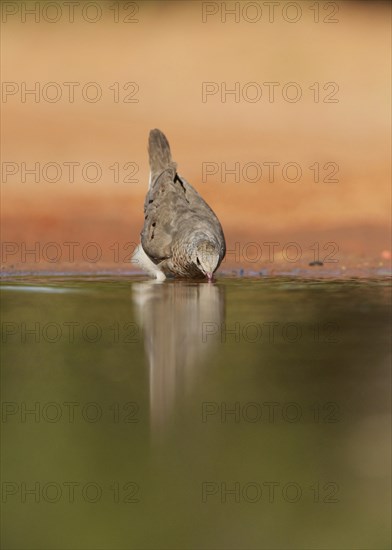 Common Ground Dove