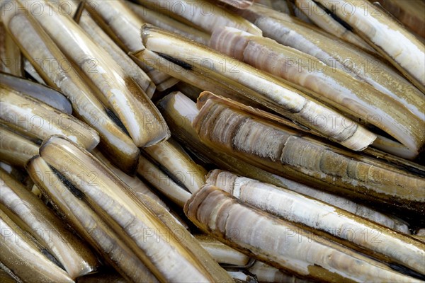 Atlantic jackknife clam