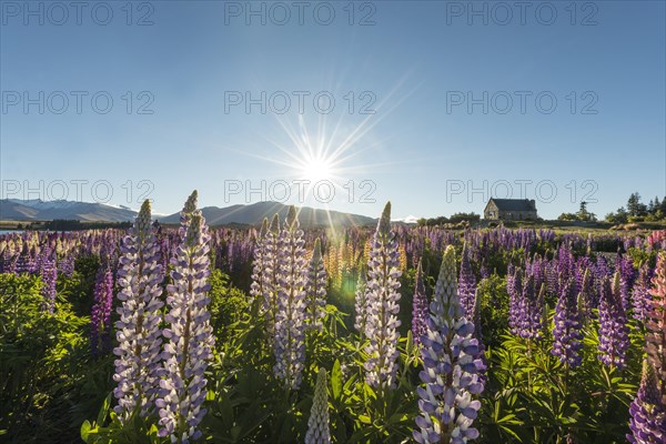 Sun shining through purple Large-leaved lupines