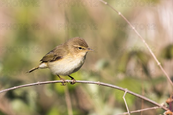 Willow Warbler