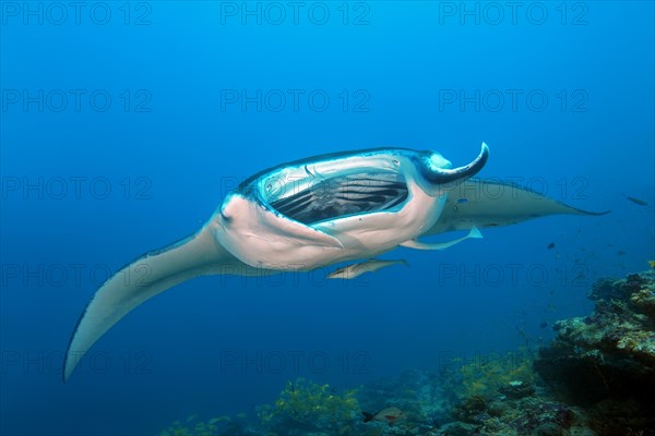 Giant oceanic manta ray