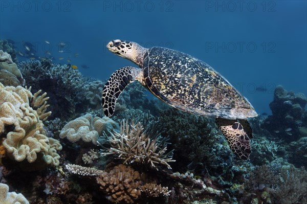 Redhead Turtle