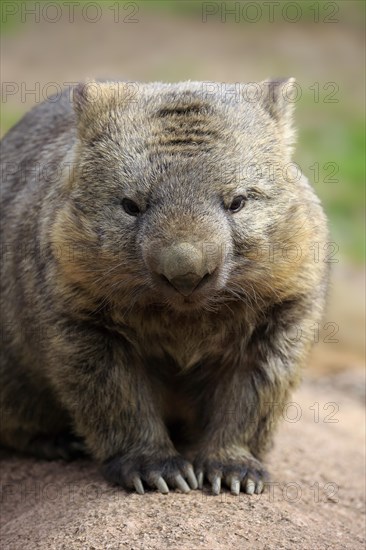 Common wombat