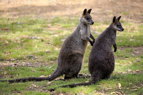 Swamp Wallabies