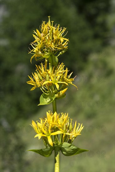 Great yellow gentian