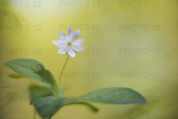 Arctic starflower