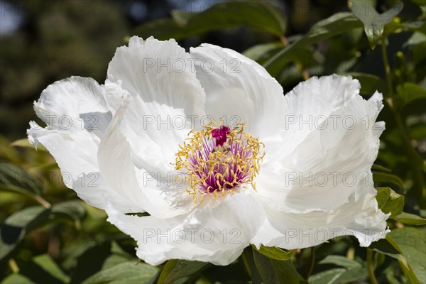 Chinese peony