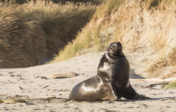 New Zealand Sea Lion