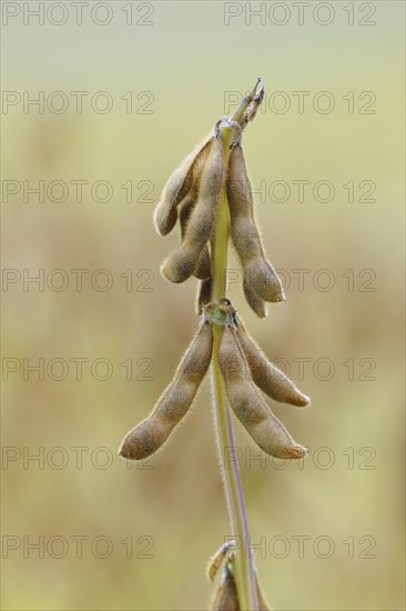 Soya beanplant
