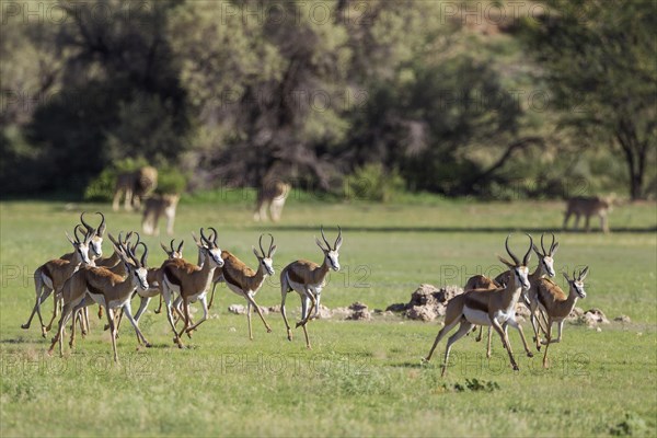 Springboks