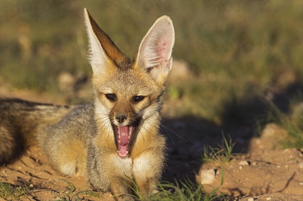 Cape Fox