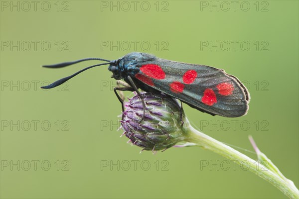 Six-spot burnet