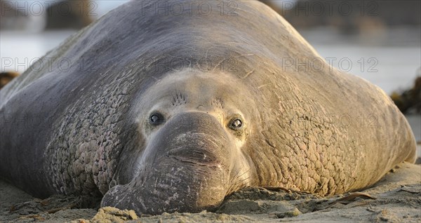 Northern Elephant Seal