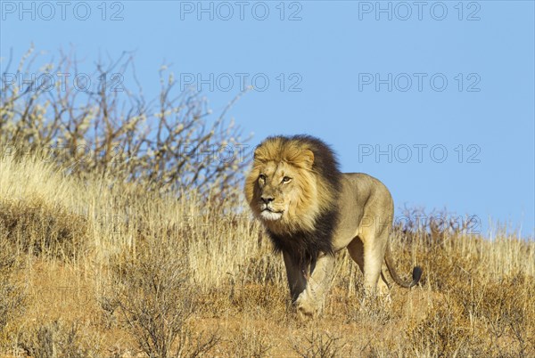 Black-maned Lion