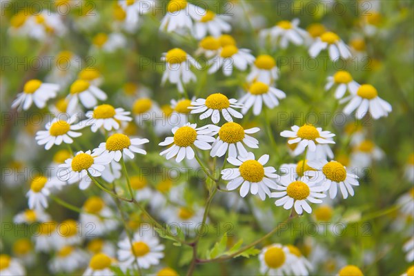 Feverfew