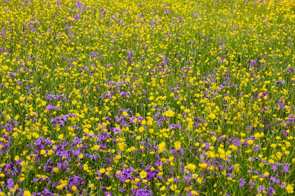 Wild flowers