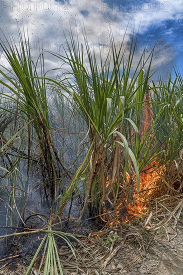 Burning Sugar cane field