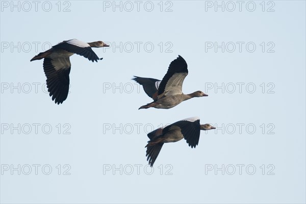 Egyptian geese