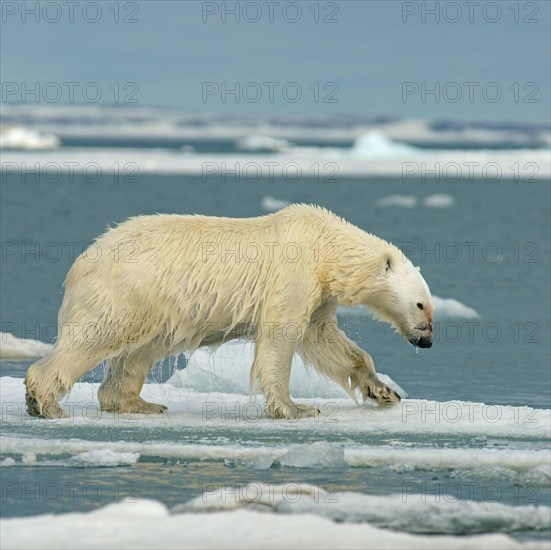 Polar bear