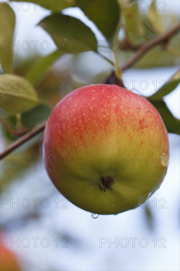 Apple on the apple tree