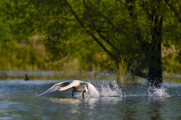 Mute swan