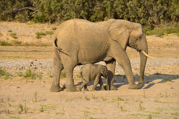 African bush elephants