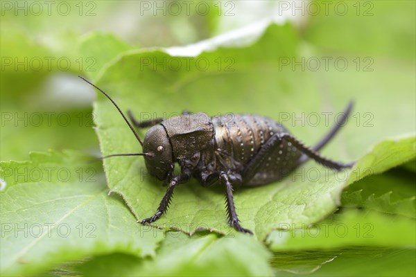 Bush cricket