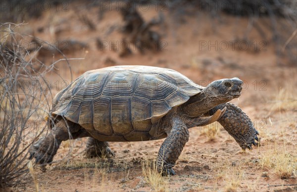 Agassiz's desert tortoise