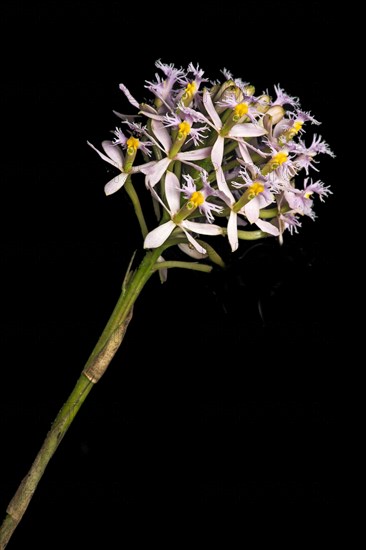 Neotropical Orchid Epidendrum spec.