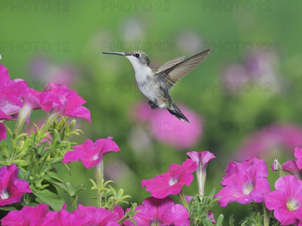 Ruby-throated Hummingbird