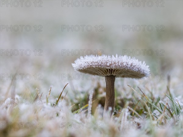 Goblet funnel cap