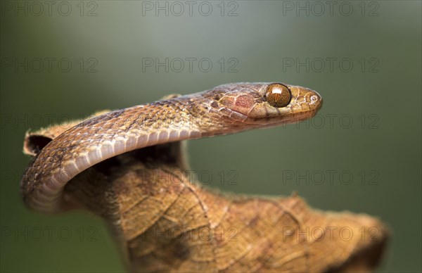 Blunthead tree snake