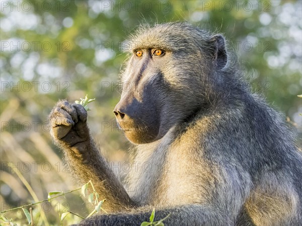 Yellow Baboon