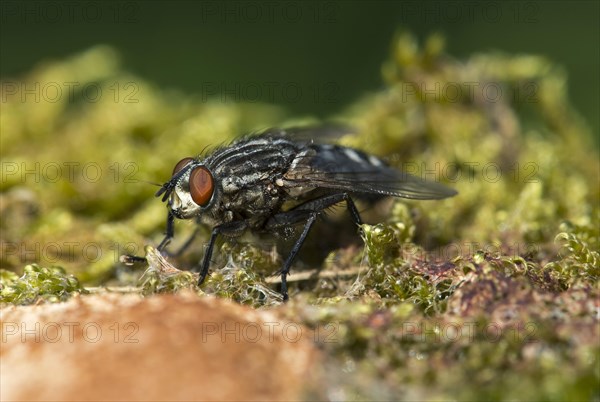 Blowfly