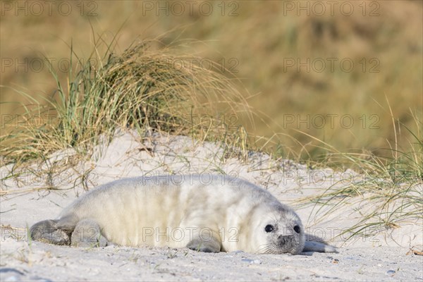 Gray Seal